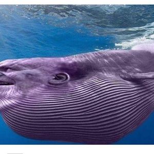 Meet your Posher, Miya